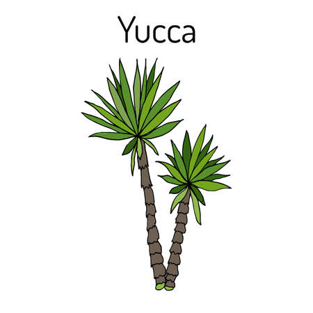 Yucca gloriosa medicinal plant illustration.のイラスト素材