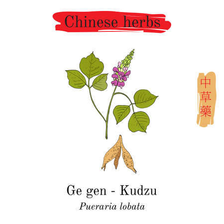 Medicinal herbs of China. Kudzu pueraria montana, vector illustration.のイラスト素材