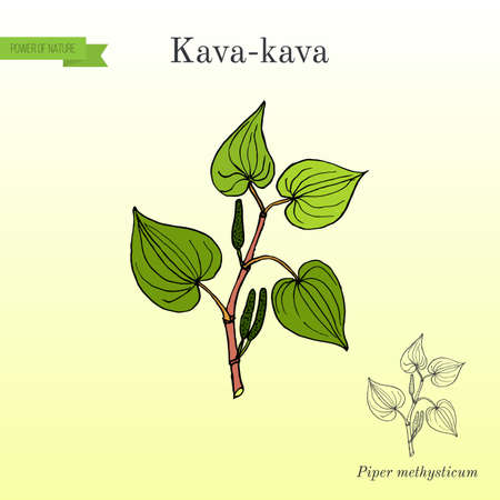 Kava-kava piper methysticum , medicinal plant. Hand drawn botanical vector illustrationのイラスト素材