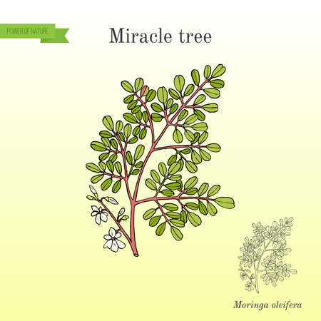 Miracle tree Moringa oleifera illustration.のイラスト素材
