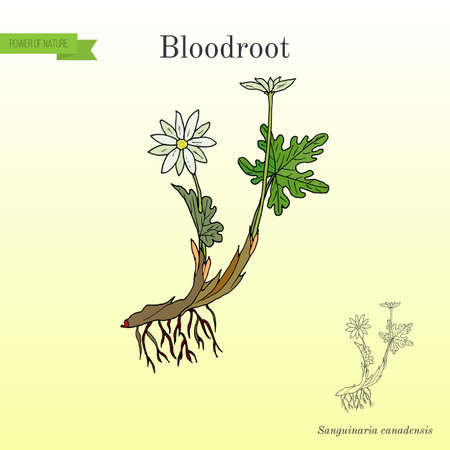 Culinary and medicinal plant illustration.のイラスト素材