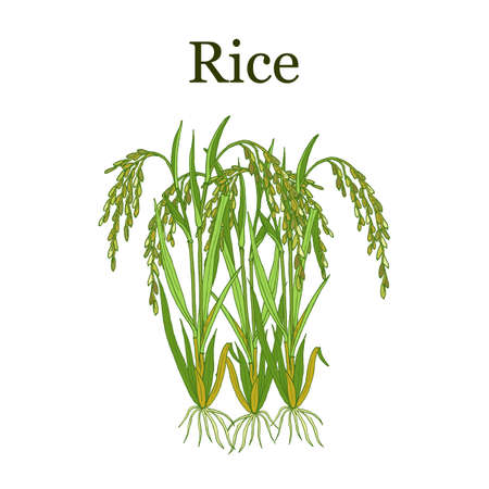 Rice plant vector illustrationのイラスト素材