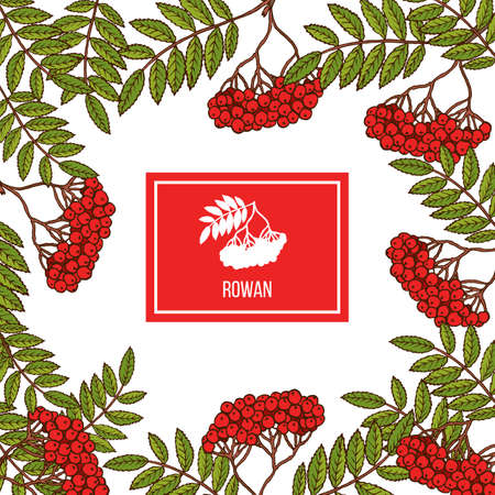 Rowan icon in the frameのイラスト素材