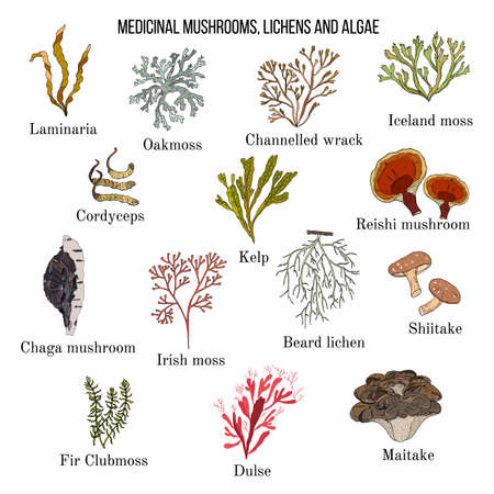 Medicinal mushrooms, lichens and seaweedsのイラスト素材