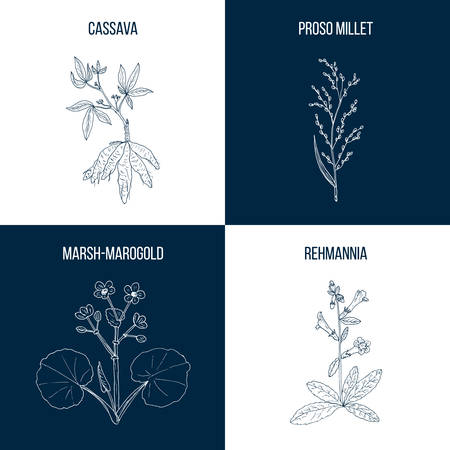 Set of four hand drawn edible and medicinal plantsのイラスト素材