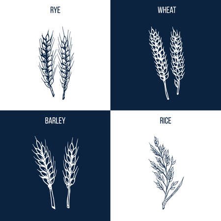 Set of four hand drawn eatable and medicinal plants.のイラスト素材