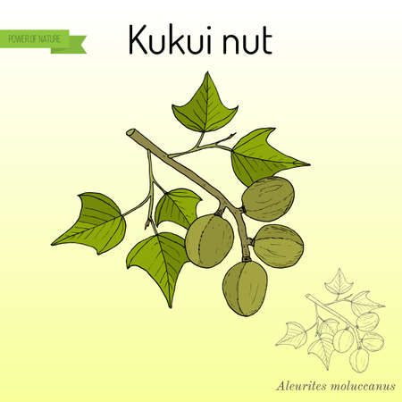 Kukui nut images designのイラスト素材