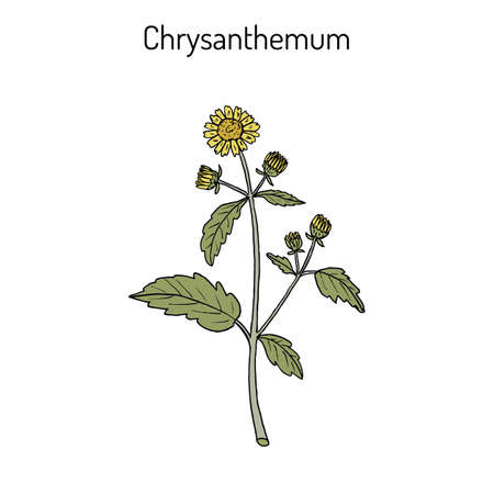Chrysanthemum indicum, medicinal plant.のイラスト素材