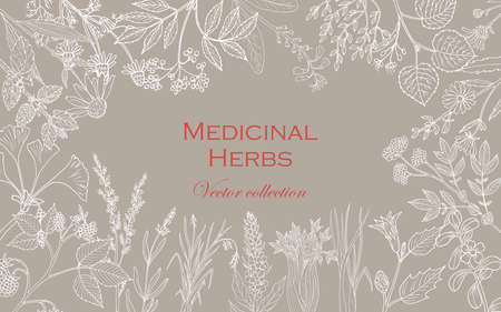 Vintage collection of hand drawn medicinal herbs and plants. Vector illustrationのイラスト素材