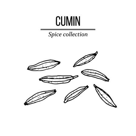 Spice collection, cumin seed hand drawnのイラスト素材