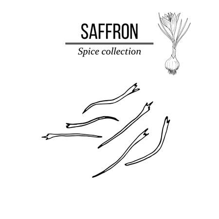 Spice collection, saffron seed hand drawnのイラスト素材