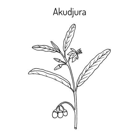 Australian desert raisin Solanum centrale , or akudjura, kutjera, bush tomato, spice plant. Hand drawn botanical vector illustrationのイラスト素材