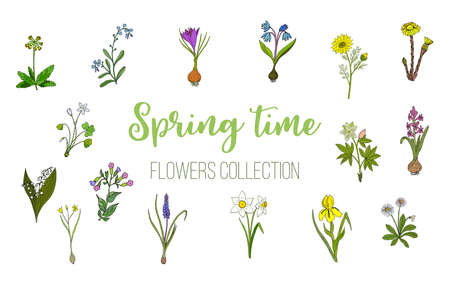 Spring flowers set crocus, muscari, wood sorrel. Hand drawn botanical vector illustrationのイラスト素材