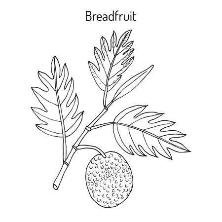 Breadfruit Artocarpus altilis , eatable and medicinal plant. Hand drawn botanical vector illustrationのイラスト素材