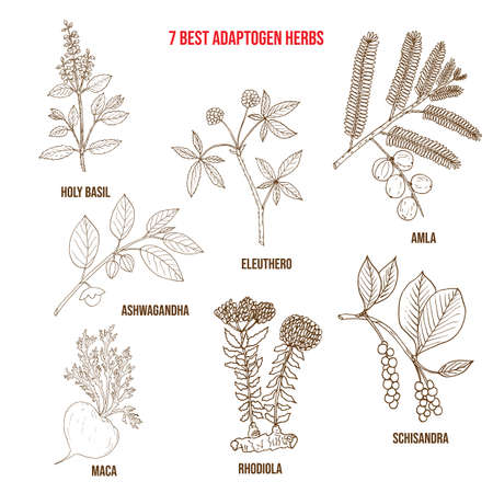 Best adaptogen herbs. Hand drawn vector set of medicinal plantsのイラスト素材