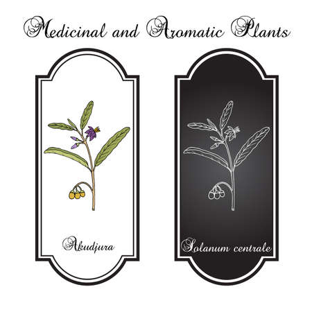 Australian desert raisin Solanum centrale , or akudjura, kutjera, bush tomato, spice plant. Hand drawn botanical vector illustrationのイラスト素材