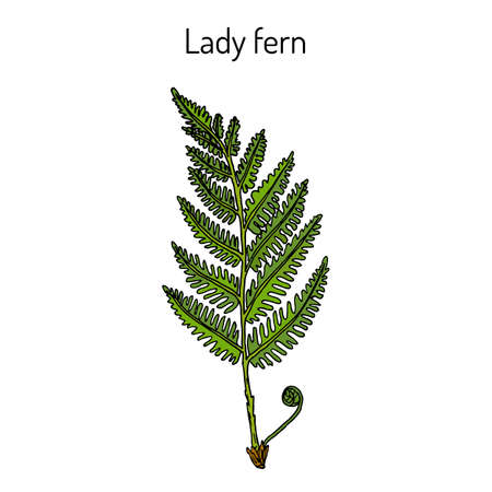 ommon lady-fern, medicinal plantのイラスト素材
