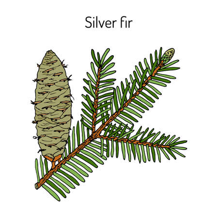 European silver fir abies alba , medicinal plant. Hand drawn botanical vector illustrationのイラスト素材