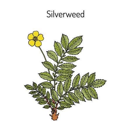 Common silverweed or silver cinquefoil argentina anserina , medicinal plant. Hand drawn botanical vector illustrationのイラスト素材
