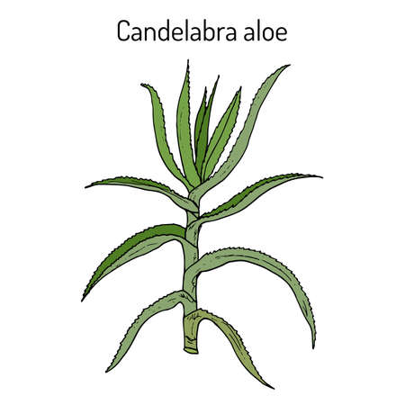Candelabra aloe Aloe arborescens , medicinal plant. Hand drawn botanical vector illustrationのイラスト素材