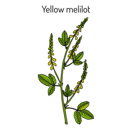 Yellow sweet clover or ribbed melilot Melilotus officinalis , medicinal plant. Hand drawn botanical vector illustrationのイラスト素材