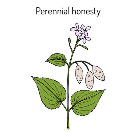 Perennial honesty Lunaria rediviva , medicinal plant. Hand drawn botanical vector illustrationのイラスト素材
