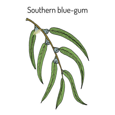 Southern blue-gum Eucalyptus globulus , or Tasmanian bluegum, medicinal plant. Hand drawn botanical vector illustrationのイラスト素材