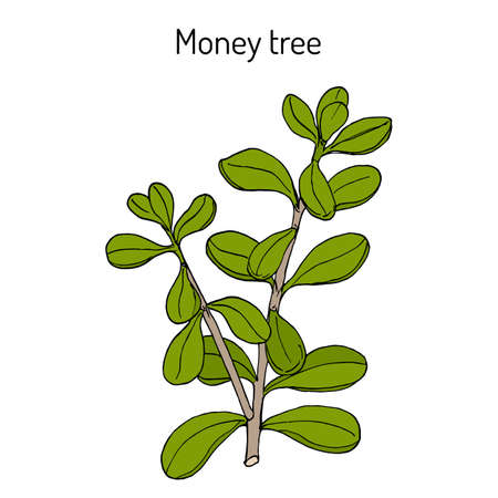 Money tree or jade plant Crassula portulacea , medicinal plantのイラスト素材