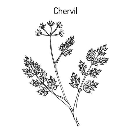 French parsley or garden chervil Anthriscus cerefolium , spice and medicinal plant. Hand drawn botanical vector illustrationのイラスト素材