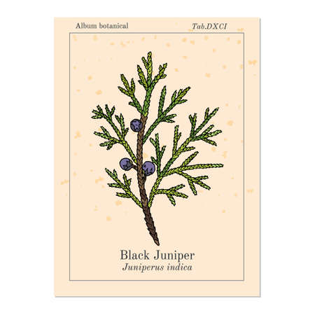 Black juniper Juniperus indica , evergreen medicinal plant. Hand drawn botanical vector illustrationのイラスト素材