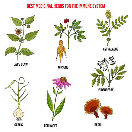 Best medicinal herbs for the immune systemのイラスト素材
