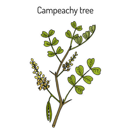 Campeachy tree Haematoxylum campechianum , medicinal plantのイラスト素材