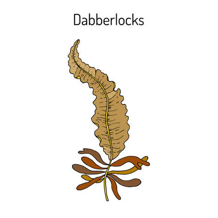 Dabberlocks Alaria esculenta , or badderlocks, winged kelp, edible seaweedのイラスト素材