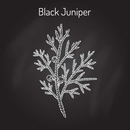 Black juniper Juniperus indica , evergreen medicinal plantのイラスト素材