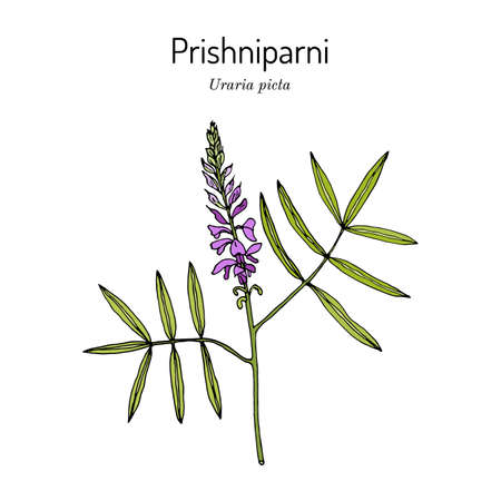 Prishniparni uraria picta , medicinal plantのイラスト素材