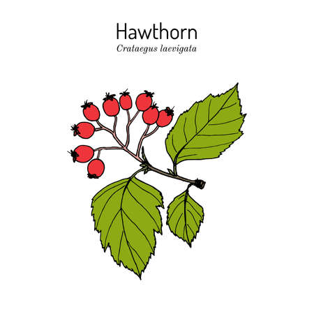 English hawthorn Crataegus laevigata , or mayflower, medicinal plantのイラスト素材