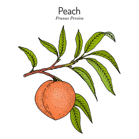 Peach branch Prunus persica , edible juicy fruitのイラスト素材