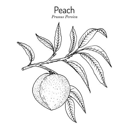 Peach branch Prunus persica , edible juicy fruitのイラスト素材