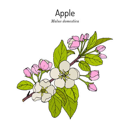 Blossoming Apple tree branch Malus domestica , state flower of Michiganのイラスト素材