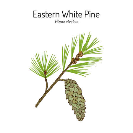 Eastern white pine Pinus strobus , mtdicinal plant, Michigan and Maine State Treeのイラスト素材