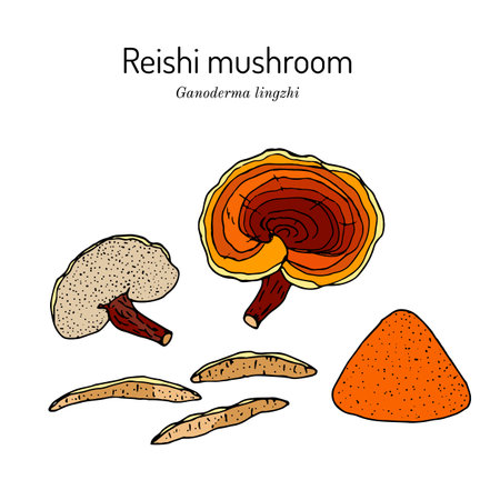 Reishi mushroom Ganoderma lucidum , medicinal plantのイラスト素材
