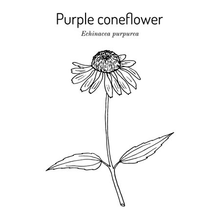 Purple coneflower echinacea purpurea , medicinal plantのイラスト素材