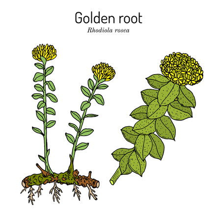 Golden Root rhodiola rosea, medicinal plantのイラスト素材