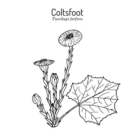 Coltsfoot tussilago farfara - medicinal plantのイラスト素材