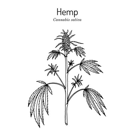 Hemp, Cannabis sativa, medicinal plantのイラスト素材