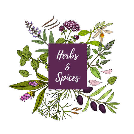 Culinary plants and fresh herbs, natural health care. Design templateのイラスト素材