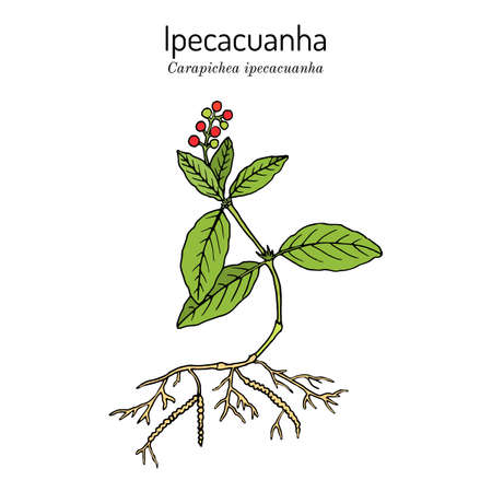 Ipecacuanha Carapichea ipecacuanha , medicinal plantのイラスト素材