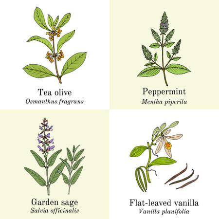 Set of amazonian edible and medicinal plantsのイラスト素材