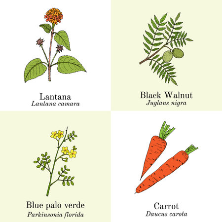 Set of edible and medicinal plantsのイラスト素材