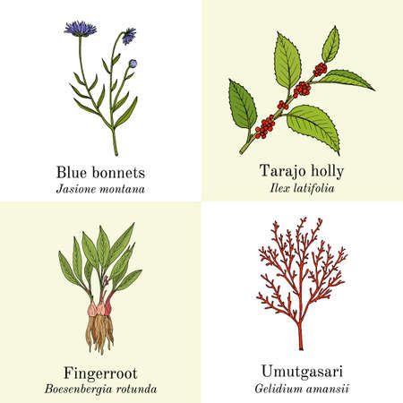 Set of edible and medicinal plantsのイラスト素材
